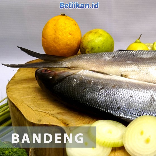 BANDENG