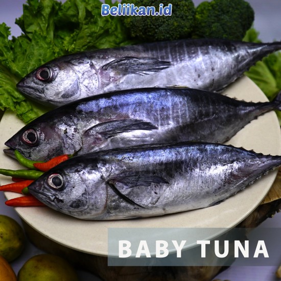 Baby Tuna