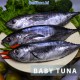 Baby Tuna