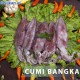 Cumi Bangka