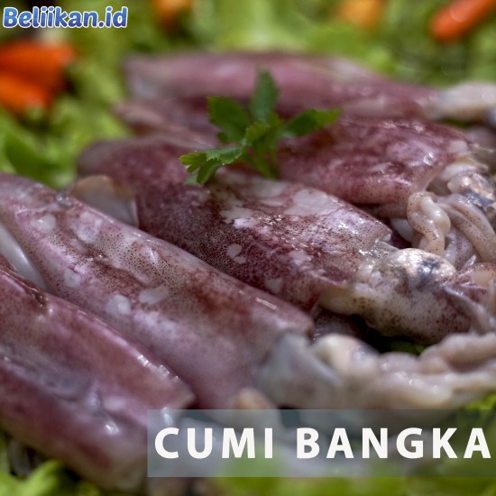 Cumi Bangka