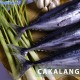 Cakalang