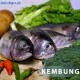 Kembung