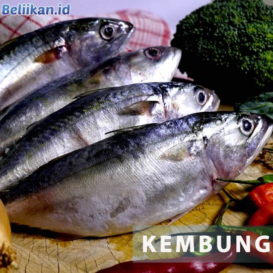 Kembung